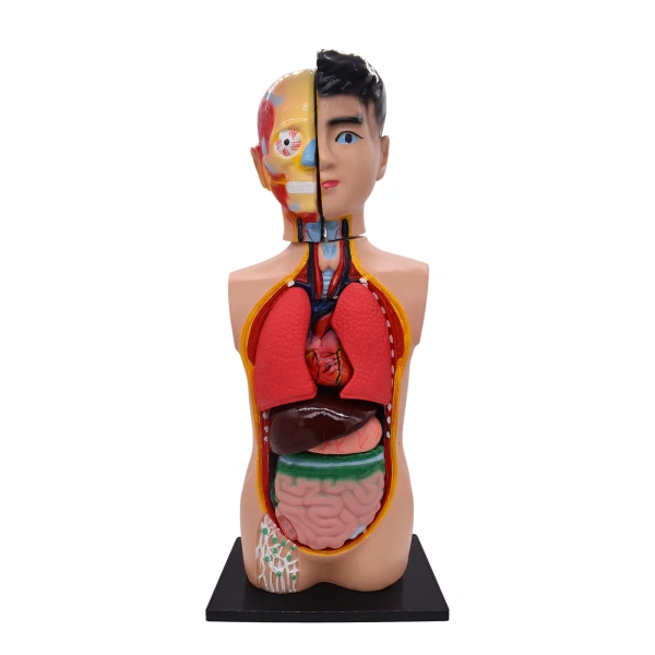 Модель «Торс человека», 65 см